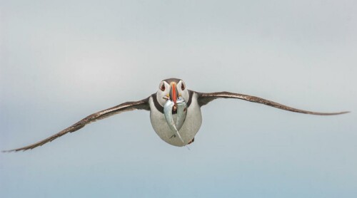 Puffin.jpg