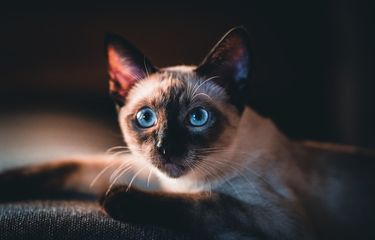cat.jpg