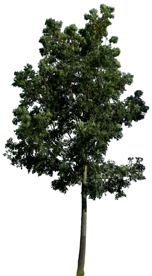 R-1.png