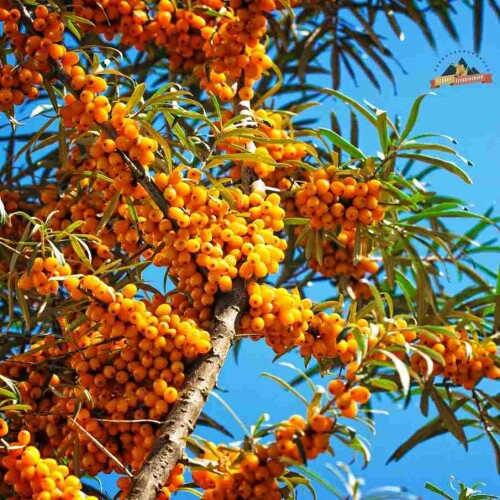 Seabuckthorn-3_11zon-2.jpg