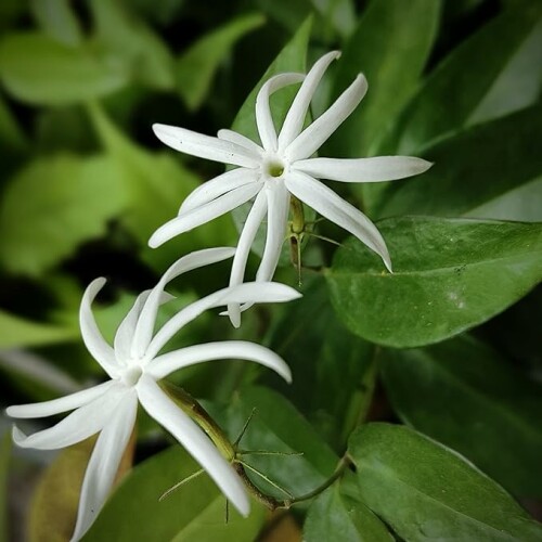 Oosi-Malli--Angel-Wing-Jasmine11.jpg