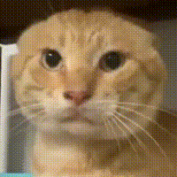 image.gif