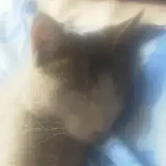blob78836c2ea3001232.webp