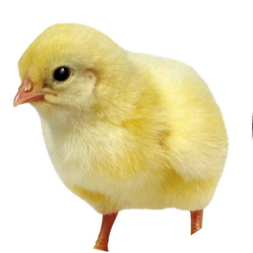 blobfc1b842b49f52b8e.png