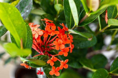 ixora-plant3.jpg