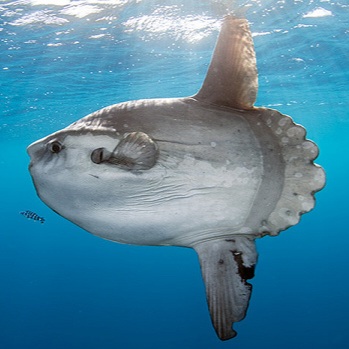 20200930_040038mola.jpg