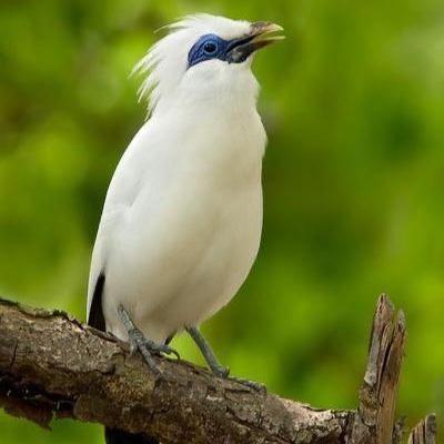 Bali-Starling-Leucopsar-rothchild-Bali-Indonesia.jpeg