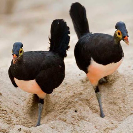 Burung-Maleo.jpg