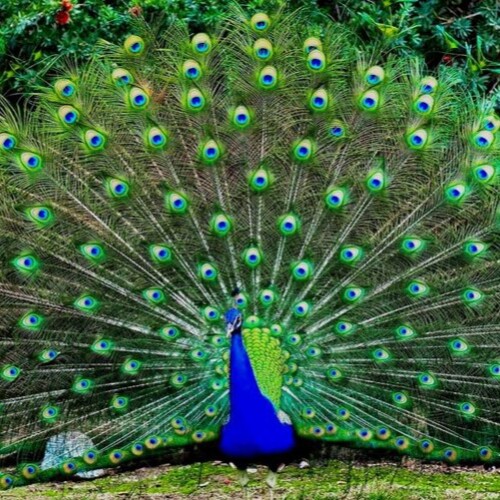 Hewan-Dan-Tumbuhan-Langka-Di-Indonesia-Flora-dan-Fauna.jpeg