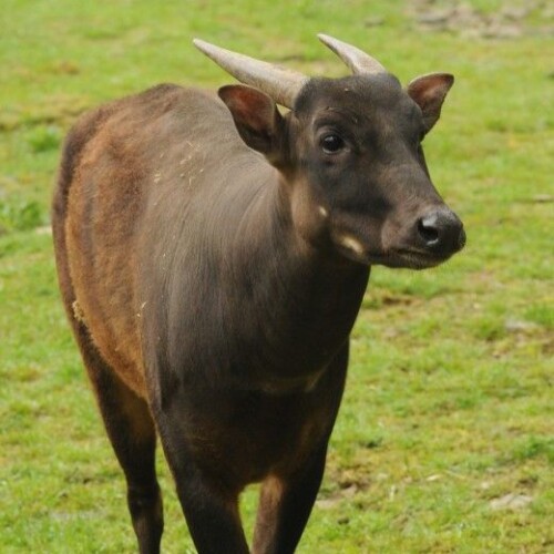 Lowland-Anoa.jpeg