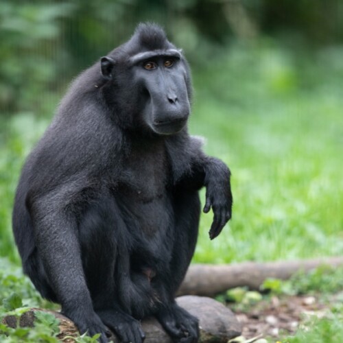 Sulawesi-Crested-Macaque_800x600_2.jpg