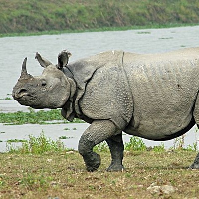 java-rhino.jpeg