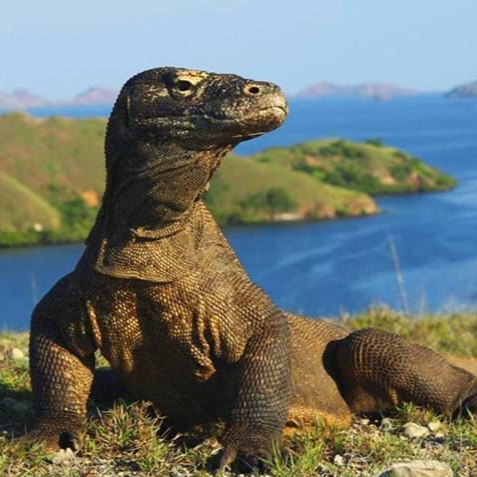 komodo-dragon-komodo-adalah-satu-satunya-binatang-purba-yang-masi-ada-di-muka-bumi-inidan-terdapat-di-indonesia-bagian-timuryaitu-di-pulau-flores-_.jpeg