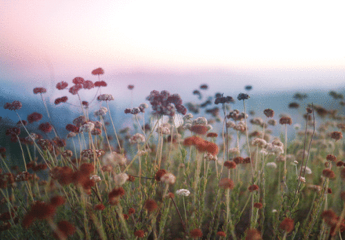 1518162096-Windy-red-white.gif