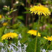 392d2479272d620c2c4be17fa5aeb127-2.gif