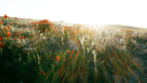 67344788a84d8962076ef2c11f8960b4.gif