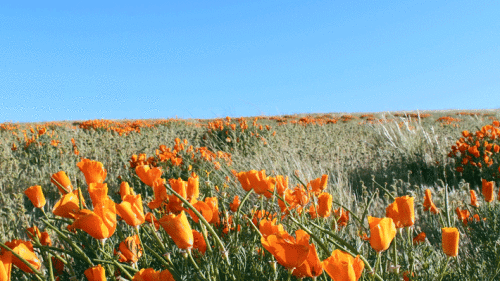 7d962edd86d199b05d04fbe8ea2f1fff.gif