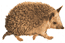 animals-155.gif