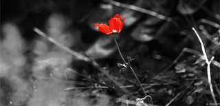 db5c5e4abac4d79b0f4bd4c49b98bded5be85815-hq.gif