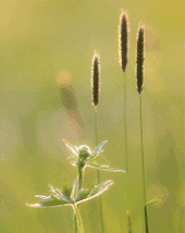 h-3132-3.gif