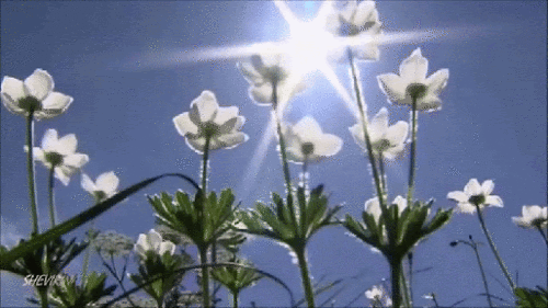 image-862305150016364577768.gif