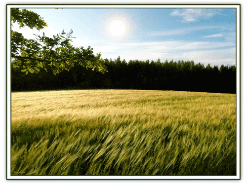 image.gif