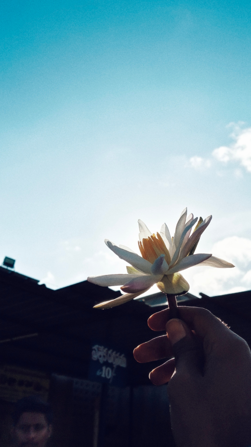 lotus.png