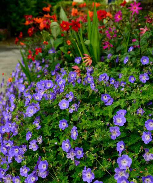 Ground-Cover-Plant13.jpg