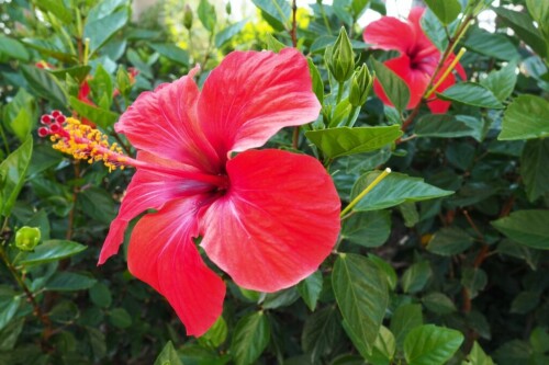 Hibiscus-Red-Design-plant3.jpg