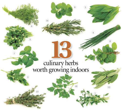Best-Herbal-Plants-For-Home1.jpg