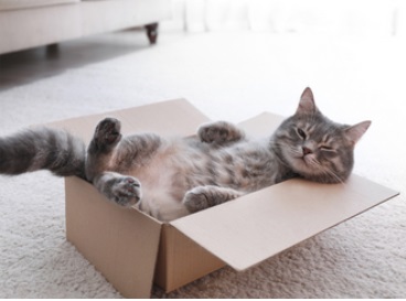 cat.jpg
