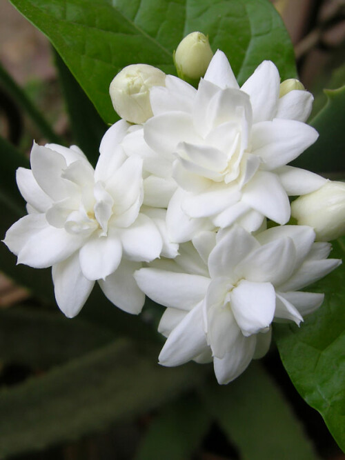 Jasmine-Plant6.jpg
