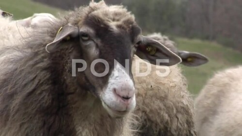 bleating-sheep-footage-035288290_main_xxl.mp4