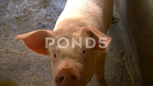 cute-pig-grunting-and-looking-footage-010879509_main_xxl.mp4