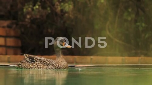 mother-duck-quacking-alarm-calls-footage-008999039_main_xxl.mp4