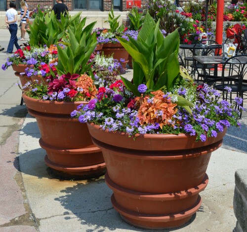 pot-plants-for-home4.jpg