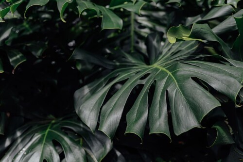 black-and-green-plants9.jpg
