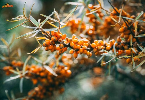 Seabuckthorn-6.jpg