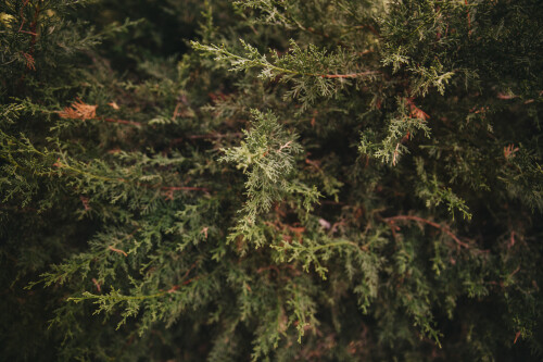 fir-tree-forest.jpg