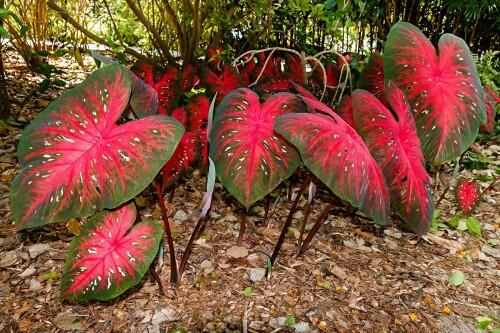 Beautiful-Caladium-bicolor-Plant-with-Pot2.jpg