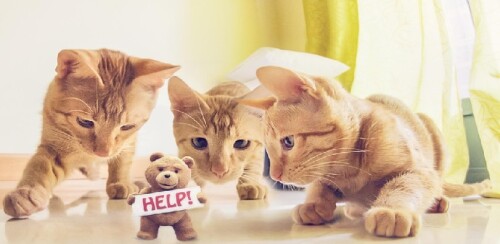 bearAndCat.jpg