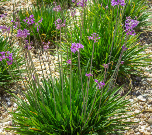Attractive-Tulbaghia-violacea--Socitey-Garlic-Plant2.jpg