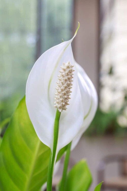 Peace-lily-Plant13.jpg