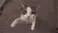 blob.gif