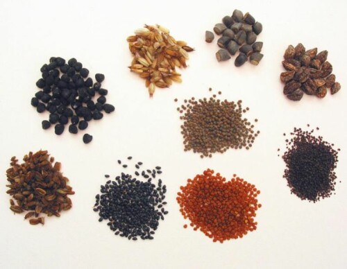 flower-seeds4.jpg