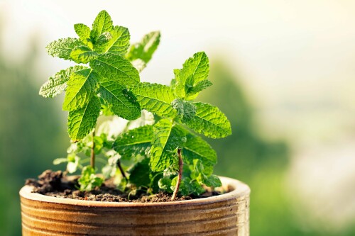 herbal-plant-seeds3.jpg