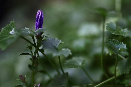 bellflower-ga77a5fc99_1280.jpg
