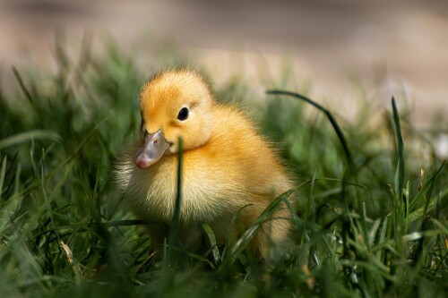 duck-ga386c06b4_1280.jpg