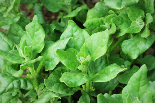 spinach-seeds4.jpg
