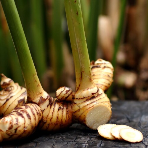 Alpinia-Officinarum--Chitharathai-Galangal-Plant7.jpg